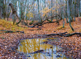 cmall puddle with mud in the autumn forest covered by red dry leaves