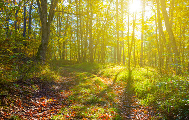 Obraz premium autumn forest glade covered by red dry leaves in light of sparkle sun