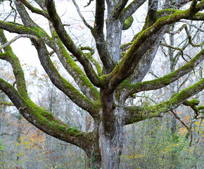 Autumn landscapes and details on the Ancient Oak Trail in Echarri-Aranaz, in the Barranca region. Navarre. Spain. Europe