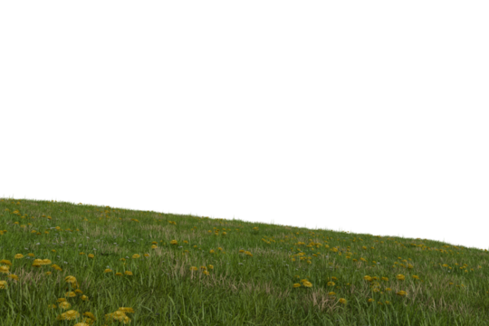A vibrant green grassy hillside dotted with many yellow wildflowers, sharply contrasting with a solid black upper half, suggesting a cut-out or night scene