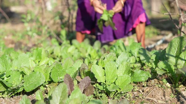 Mustard Greens (Pahadi Lai) Growing in Himalayan Farm &ndash; Close-up Farming Video Clip