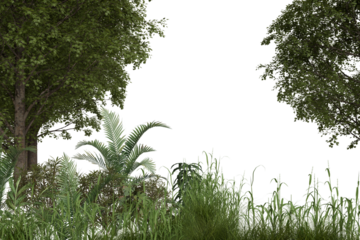 Lush green foliage tall trees, dense undergrowth, broad tropical leaves, and various grasses form a natural border element, isolated against a stark black background