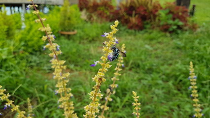 A large black carpenter bee diligently pollinating delicate yellow and purple wildflowers in a lush, vibrant green garden
