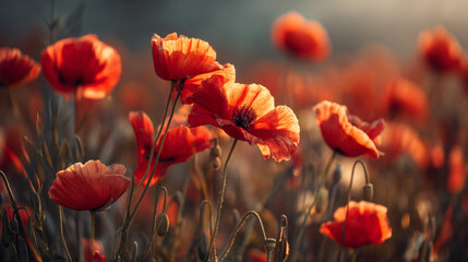 Fototapeta premium A field of vibrant red poppies gently swaying in the warm light of the setting sun
