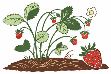 Vector garden isolated on a white background. Illustration of mature growing strawberries in the garden on the bed. Strawberry icon on the garden bed for gardening or farm.