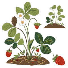 Vector garden isolated on a white background. Illustration of mature growing strawberries in the garden on the bed. Strawberry icon on the garden bed for gardening or farm.