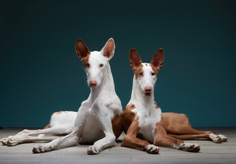 Two Ibizan Hounds rest on a dark floor, positioned symmetrically against a deep teal background....
