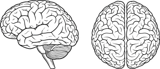 Detailed Human Brain Line Drawings Showing Lateral and Superior Views for Anatomy Education, Neuroscience Graphics, Medical Illustration, Cognitive Design Assets