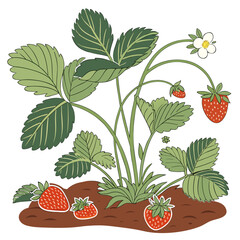 Vector garden isolated on a white background. Illustration of mature growing strawberries in the garden on the bed. Strawberry icon on the garden bed for gardening or farm.