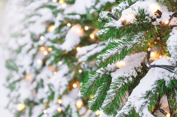Fototapeta premium Snow-covered branches of a Christmas tree glow with festive lights, creating a magical winter scene