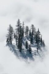 Misty Mountaintop Forest Scene.