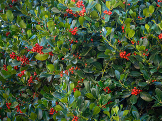 Holly bush with red berries