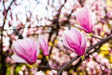 Fototapeta premium branch of showy magnolia soulangeana bloom in morning light. beautiful pink flowering of a saucer tree in the public garden. springtime floral background from uzhhorod ukraine on a sunny day