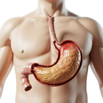 Human Torso With Stomach Anatomy digestive system with Transparent Background