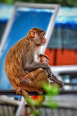 Obraz premium Monkeys love for her baby 