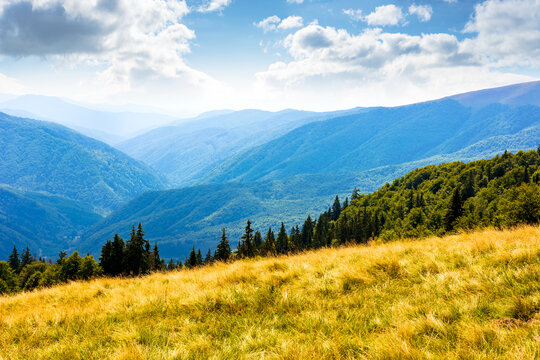 lush alpine meadow in summer. green carpathian mountain landscape under blue sky. beautiful open view in to the distant valley. majestic countryside of ukraine. outdoor adventures in the afternoon