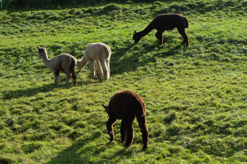 Naklejka premium Four friendly llamas graze peacefully in a lush green field bathed in warm sunlight, showcasing their unique colors and playful demeanor in a serene outdoor setting