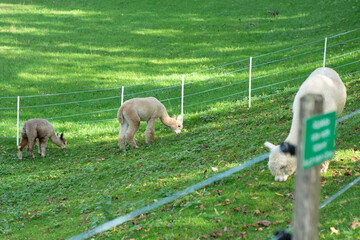 Naklejka premium Grazing alpacas enjoy their day on a sunny hillside, surrounded by lush green grass and gentle slopes in a tranquil countryside setting