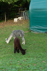 Naklejka premium In a serene autumn setting, a group of curious alpacas grazes harmoniously in a vibrant green pasture, illuminated by the warm sunlight near a quaint, inviting farm