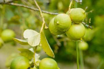 Fototapeta premium close up of lime fruit hanging on a tree ready to be harvested.