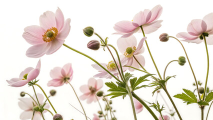 Naklejka premium Delicate pale pink japanese anemone flowers blooming against a bright white background