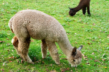 Naklejka premium Charming alpaca grazing peacefully on a lush green pasture under the soft glow of an early afternoon sun surrounded by nature's beauty and tranquility