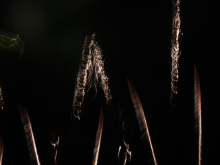 Fireworks San Gionavi 2012