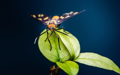 Moth with patterned wings perching on green leaf