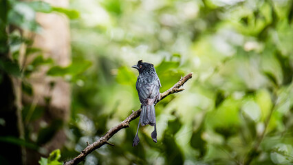 Greater racket-tailed drongo bird perched on a branch