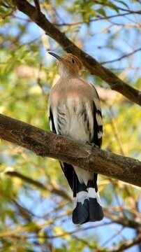Common Eurasian Hoopoe - 4k Vertical Video