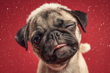 Pug wearing Santa hat and winking
