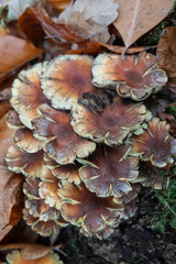 Vertical closeup on a group of clustered woodlover or  sulphur tuft mushrooms Hypholoma fasciculare