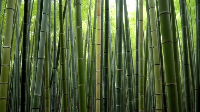 Bamboo Forest: Experience the serene beauty of a lush bamboo forest, where towering stalks of emerald green create a mesmerizing pattern of light and shadow, evoking a sense of tranquility.