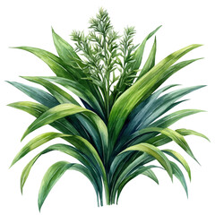 watercolor of Lomandra Flower, vector, isolated on a white background.