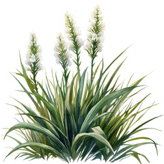Lomandra Flower, watercolor drawing vector, isolated on a white background.