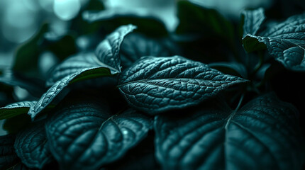 Dark Green Leaves Texture  Natural Foliage Background background