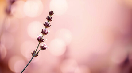 Soft Lavender Blossom Stem Pink Bokeh Glow Tranquil Floral Beauty  Gentle Botanical Serenity background