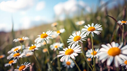 Sunlit Daisy Field Bloom White Chamomile Flowers in a Vibrant Summer Meadow Under a Bright Blue Sky background
