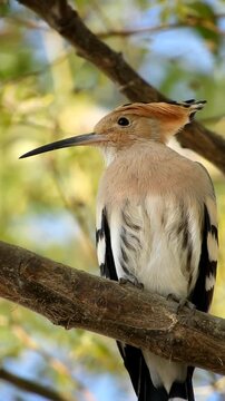 Eurasian Hoopoe Sitting  On Tree Branch - 4k Vertical Video