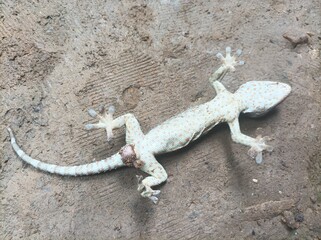 A dead gecko lying on the floor