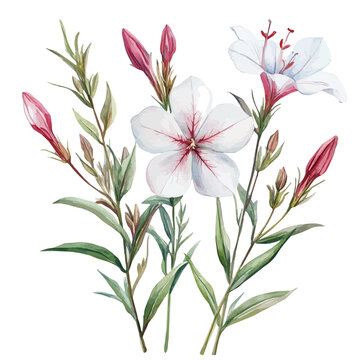 watercolor of Gaura Flower, vector, isolated on a white background.