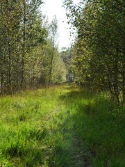 Winding path through green grass and forest trees