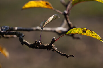 Apple tree branch with autumn leaves