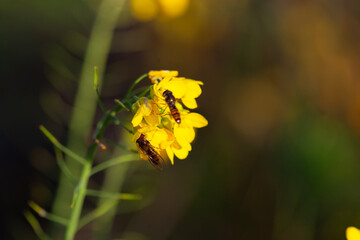 Hoverflies on yellow wildflower