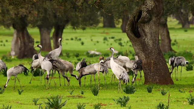 group of common cranes in dehesa collecting acorns, close 434