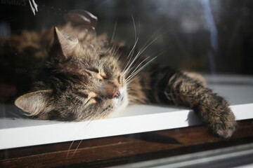 Peaceful tabby cat sleeping on a sunny windowsill