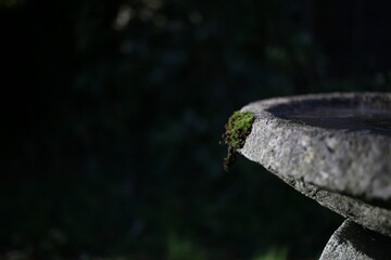 Moss-covered stone birdbath edge in soft natural light