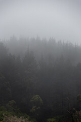 Scenic view of tree layers in fog.