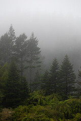 Foggy morning view in the forest.