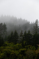 Fototapeta premium Beautiful view of layers of tree on a foggy day.